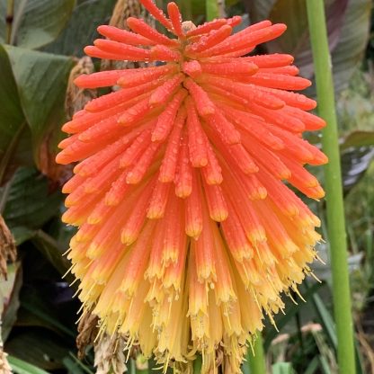 Kniphofia rooperi mature flower at Big Plant Nursery