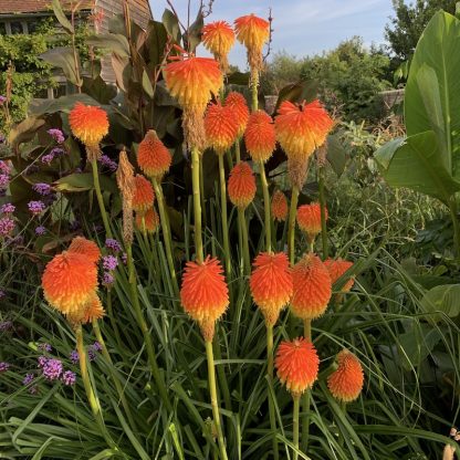 Kniphofia rooperi mature plant