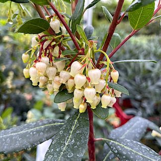 Arbutus unedo 'Atlantic'