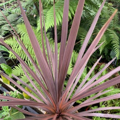 Cordyline 'Red Star' at Big Plant Nursery