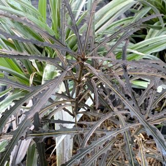 Pseudopanax lessonii 'Bronze Eagle' at Big Plant Nursery