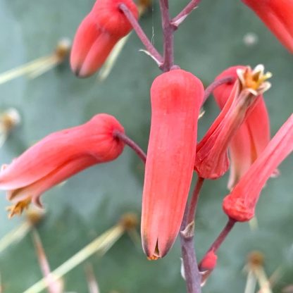 Aloe Cleopatra flower at Big Plant Nursery