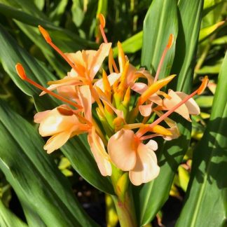 Hedychium 'Gahilii' flower at Big Plant Nursery