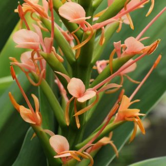 Hedychium 'Telstar 4' flower at Big Plant Nursery