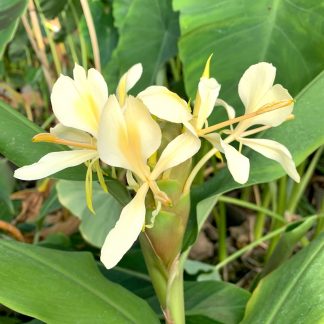 Hedychium flavum at Big Plant Nursery