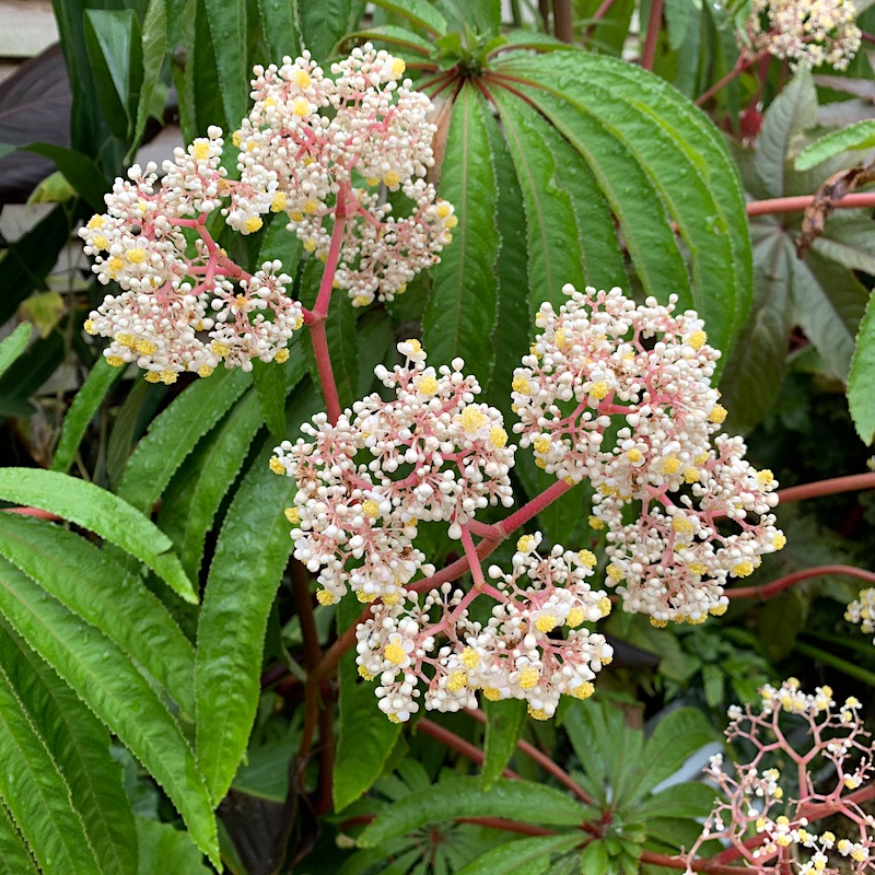 Begonia luxurians - Big Plant Nursery