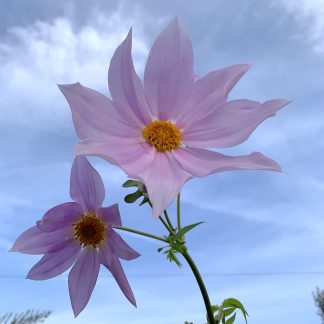 Dahlia imperialis flower at Big Plant Nursery