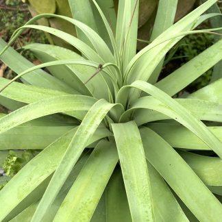 Agave bracteosa 'Calamar' mature plant growing at Big Plant Nursery