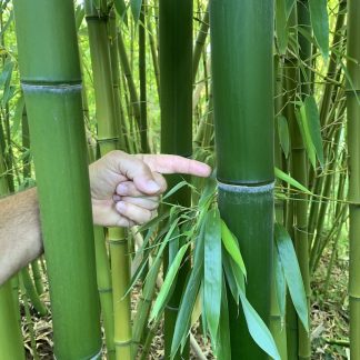 Phyllostachys vivax mature culms growing at Big Plant Nursery