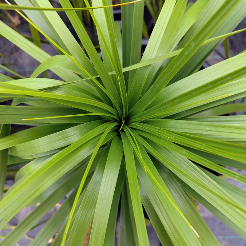 Dasylirion longifolium