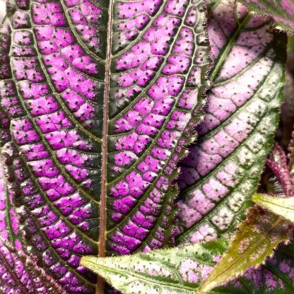 Strobilanthes dyeriana close up of leaf at Big Plant Nursery