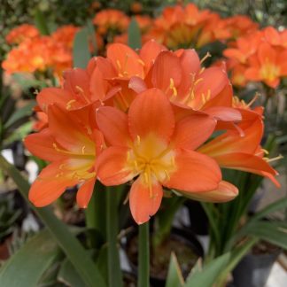 Clivia miniata flower at Big Plant Nursery