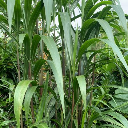 Pennisetum latifolium the Uruguay feathergrass or giant feather grass leaves