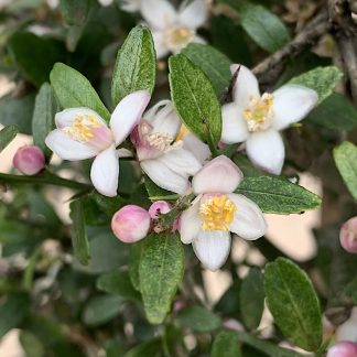 Citrus australasica var. microcitrus flowering at Big Plant Nursery