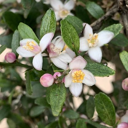 Citrus australasica var. microcitrus flowering at Big Plant Nursery