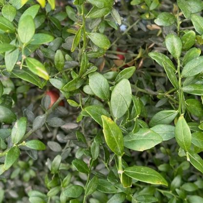 Citrus australasica var. microcitrus 'Finger Lime'