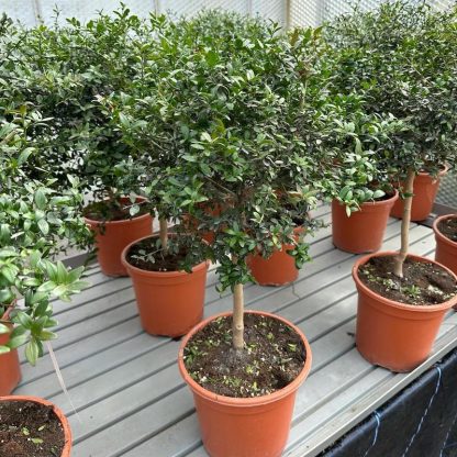 Citrus australasica var. microcitrus