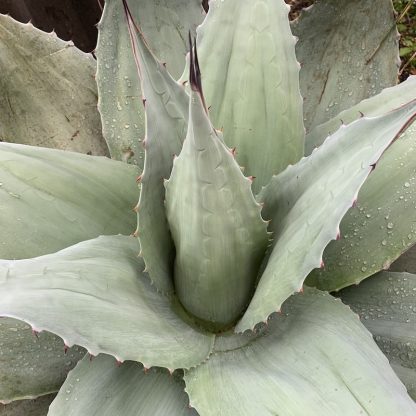 Agave ovatifolia 'Vanzie' close up of foliage on plant at Big Plant Nursery