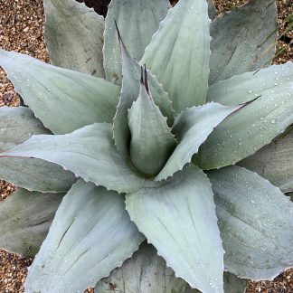 Agave ovatifolia 'Vanzie' mature plant at Big Plant Nursery