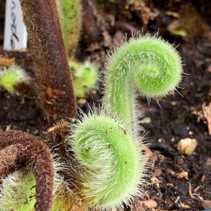 Hypolepis dicksonioides new croziers growing at Big Plant Nursery