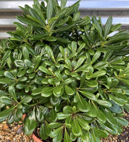 Pittosporum tobira 'Nanum' at Big Plant Nursery