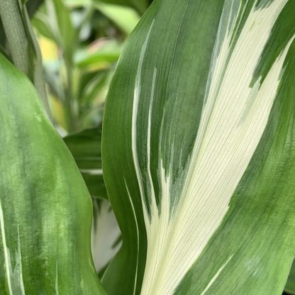 Zingiber mioga 'Dancing Crane' leaf close up of variegation