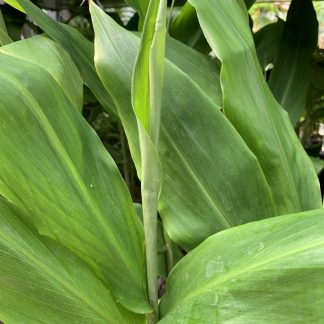 Zingiber mioga 'Crug's Zing' foliage at Big Plant Nursery