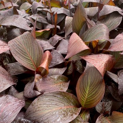 Canna 'Red Velvet' leaf colour