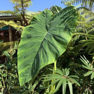 Colocasia esculenta 'Jacks Giant' leaf at Big Plant Nursery