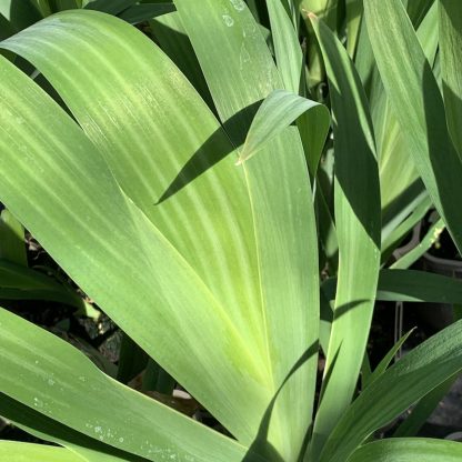 Iris confusa growing at Big Plant Nursery