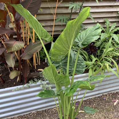 Alocasia odora 'Indian' plant growing at Big Plant Nursery