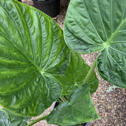 locasia odora 'Indian' young plant at Big Plant Nursery