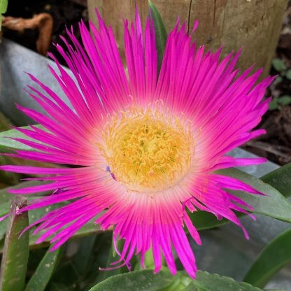 Carpobrotus edulis purple flowered form