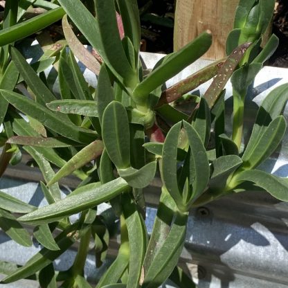 Carpobrotus edulis showing a close up of leaves