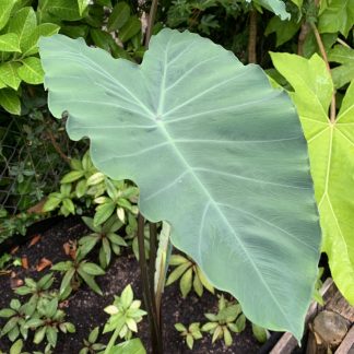 Colocasia 'Burgandy Stem' at Big Plant Nursery