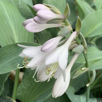 Hosta T-Rex flowering at Big Plant Nursery