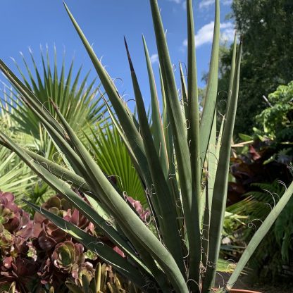 Yucca baccata growing at Big Plant Nursery