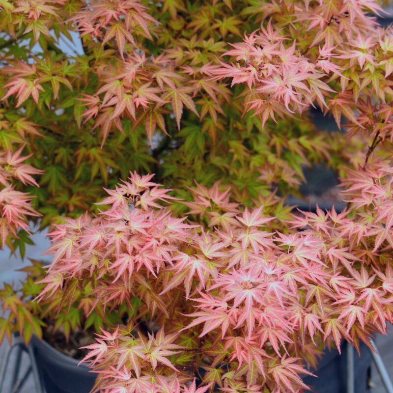 Acer palmatum Wilson's Pink Dwarf available at Big Plant Nursery Limited in West Sussex
