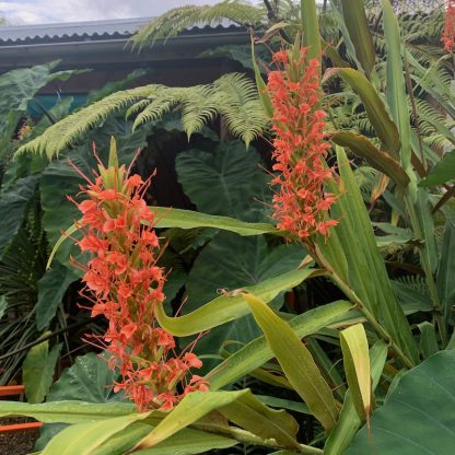 Hedychium aurantiacum 'Newbury Rainforest Red' growing in a jungle planting at Big Plant Nursery