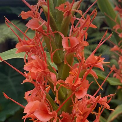 Hedychium aurantiacum 'Newbury Rainforest Red' close up of flowers on plant growing at Big Plant Nursery