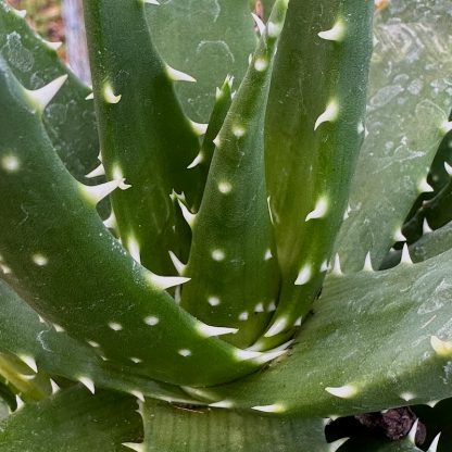 Aloe melanacantha 'Jaws' at Big Plant Nursery