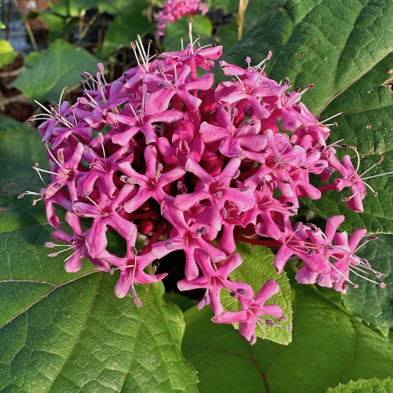 Clerodendron bungei