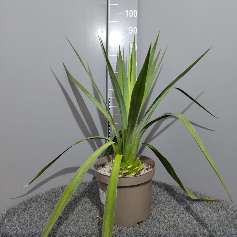 Furcraea longaeva in 10 litre pot at Big Plant Nursery in Sussex