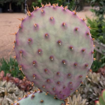 Opuntia violacea var. santarita the 'Purple Opuntia'