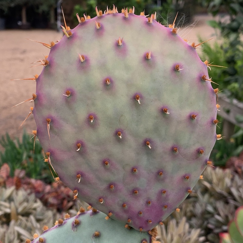 Opuntia violacea var. santarita the 'Purple Opuntia'