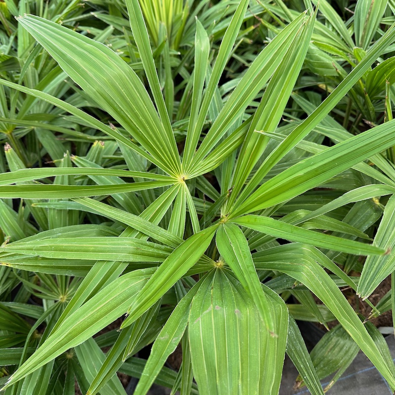 Trachycarpus fortunei 'Tesan' young plants showing leaf shape