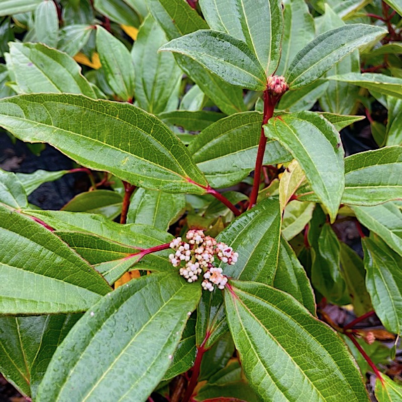 Viburnum davidii foliage