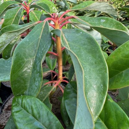 Daphniphyllum macropodum at Big Plant Nursery