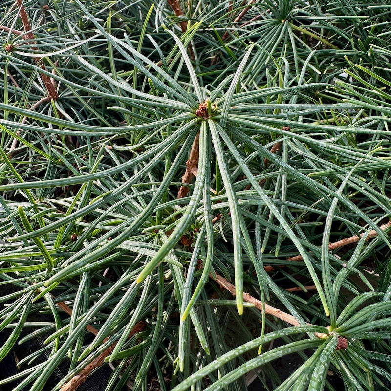 Sciadopitys verticillata Japanese Umbrella Pine showing close up of leaves