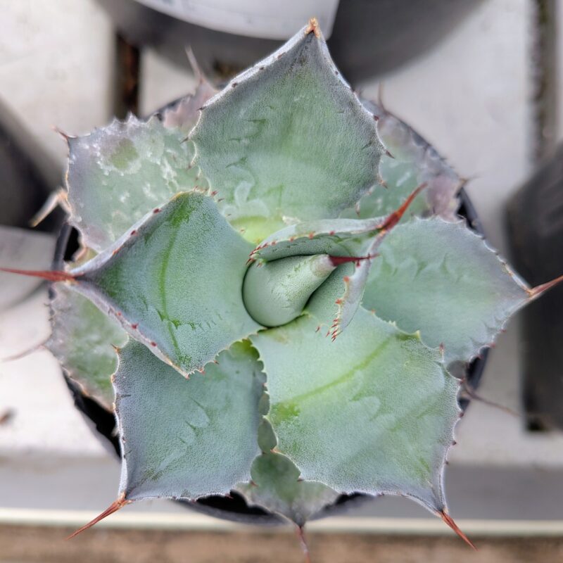 Agave patonii